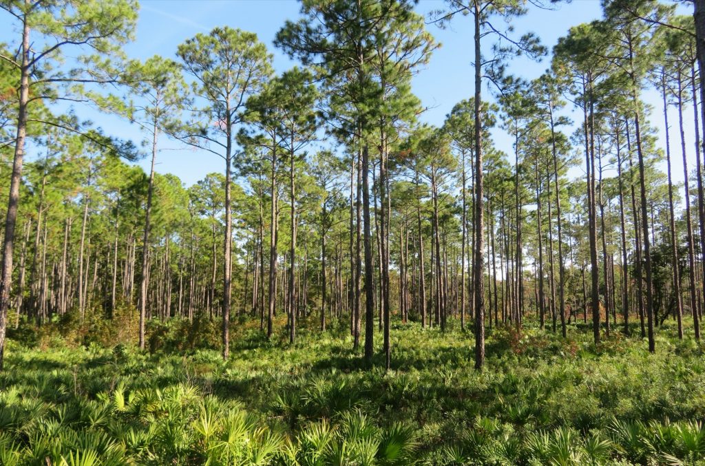 Tall longleaf pines and saw palmetto in a West Jacksonville forest