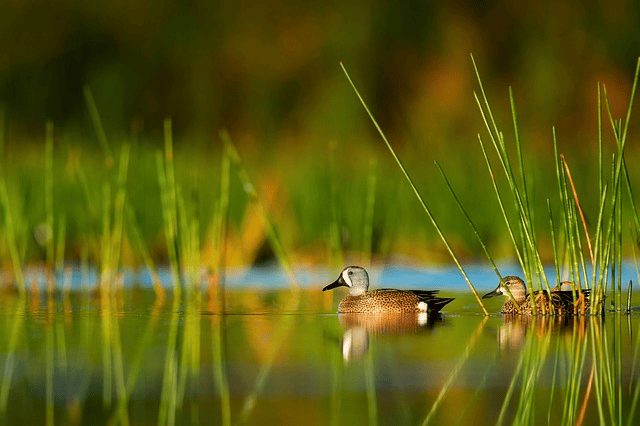Experience Florida plant wildlife