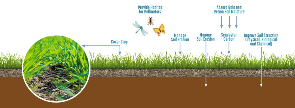 Cover Cropping Illustration