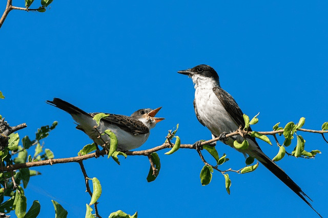 Eastern Kingbird