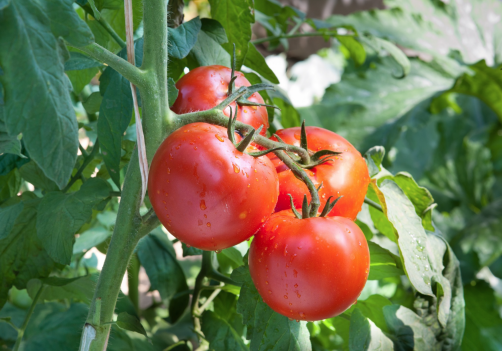 Field and Fork: April 2025