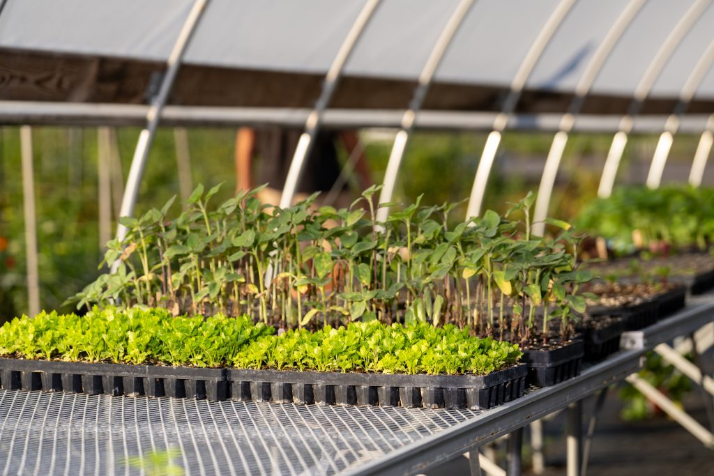 Metro News - Field and Fork: August 2025