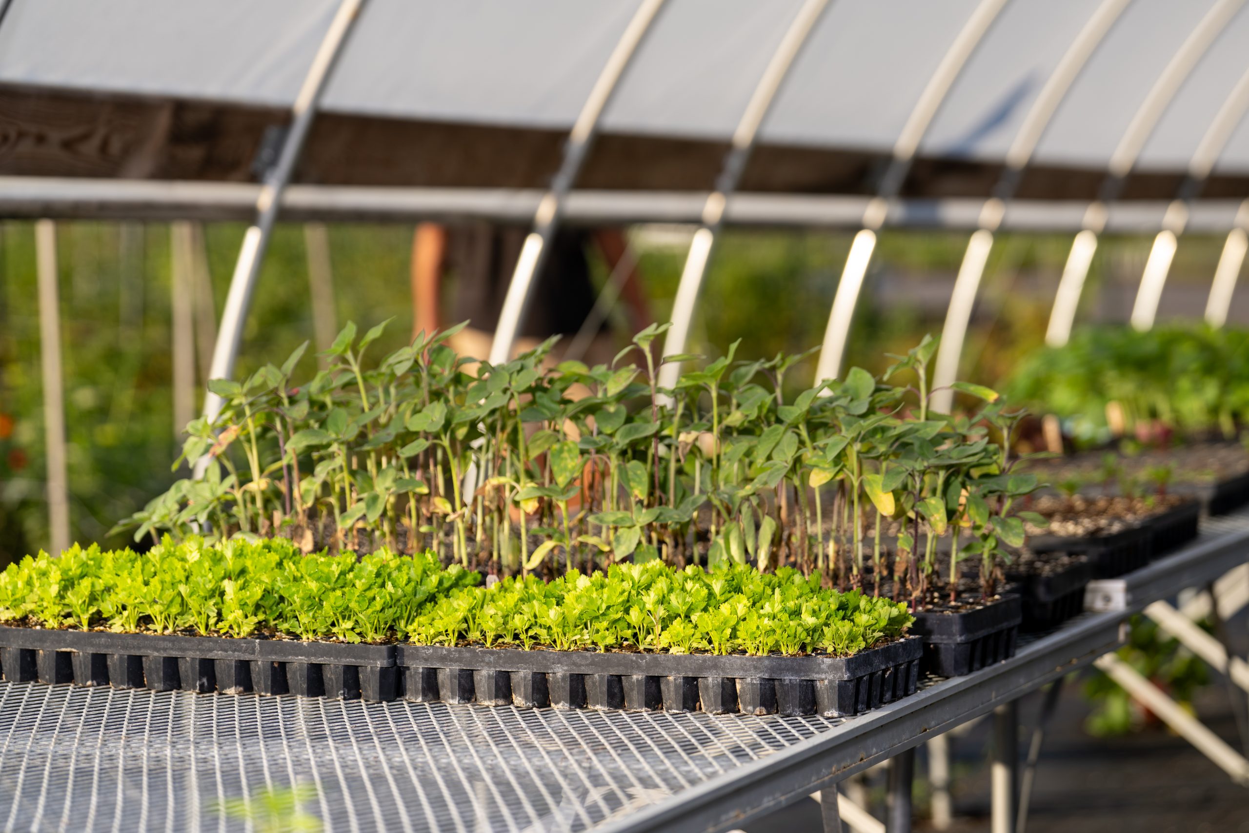 Field and Fork: August 2025